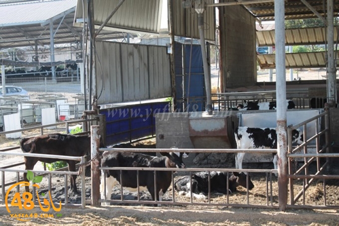 re7la janob (43).JPG